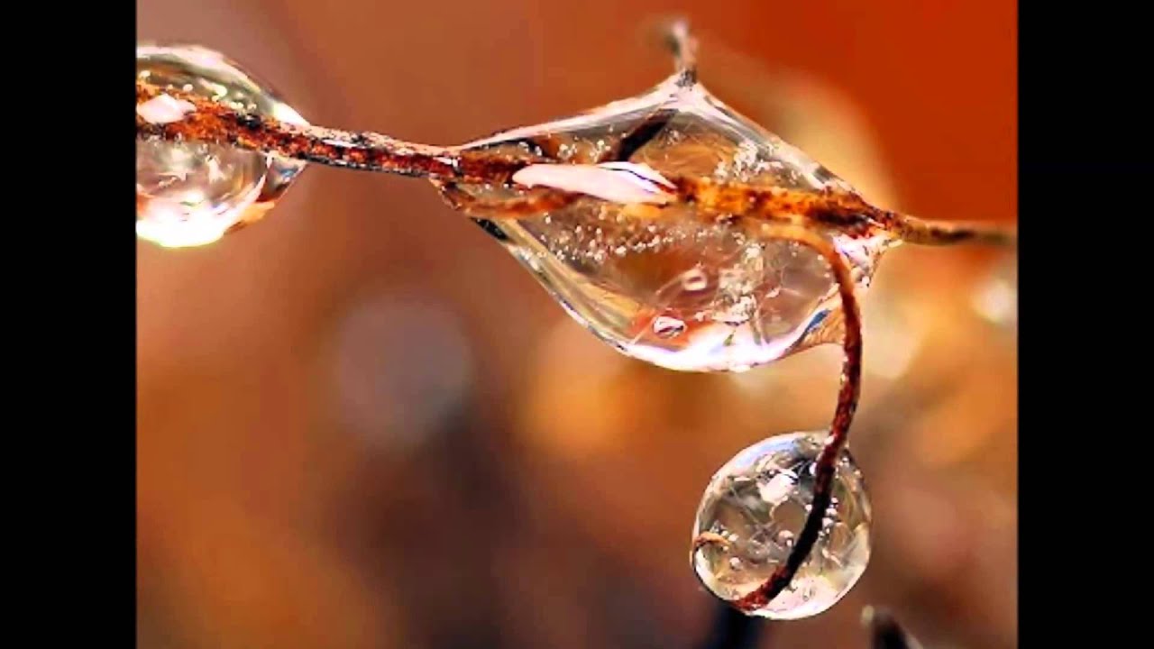 капельки росы на цветах. гимн семьи. хрустальным голосом капели. музыкальная капель картинки. хрустальным голосом капели звенит ребячий смех чудесный.