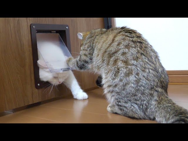 先輩猫の通り抜けを容赦なく邪魔する子猫！