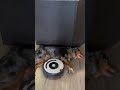 Прикол с собакой. #tiktok #animals #shortvideo #юмор #юморок #собака #dog #рекомендации #shorts .