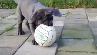 Purebred Neapolitan Mastiff puppy for sale near me
