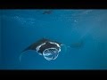 Snorkelling with manta rays at Komandoo Maldives Island Resort