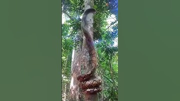 Amazing Giant python snake!😲😲#shorts #snake #amazingshorts