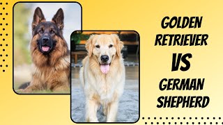 Which Is A Better Pet- Golden Retriever vs German Shepherd by TOP BEST PETs 1,040 views 2 years ago 7 minutes, 43 seconds