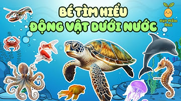 Bé tìm hiểu các loài động vật sống dưới nước | Hạt Mầm Nhỏ