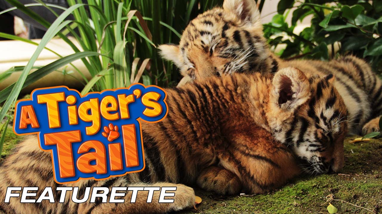 A Tiger's Tail - Featurette - Meet The Trainers family friendly resorts