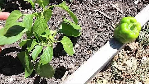 4 Ways to Speed Up Pepper Growth & Fruiting - DayDayNews