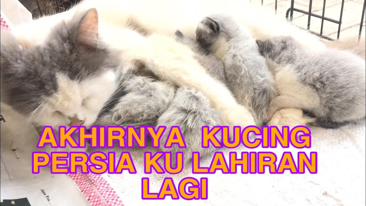 Anakan Hasil Persilangan Antara Kucing Persia dan Kucing Anggora - YouTube
