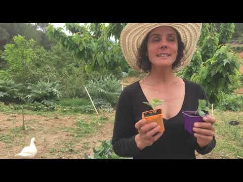 Vidéo: Plantes de pastèque Tendergold - En savoir plus sur la culture des melons Tendergold
