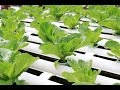 Hydroponics and aeroponics  system