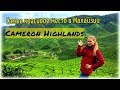 Cameron Highlands - Чайный рай и мохнатый лес в Малайзии