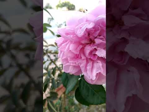جمال الورد المحمدي