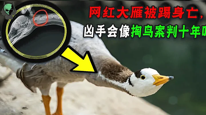掏鳥窩的判十年！那網紅大雁被踢身亡，為什麼成了三方和解？ - 天天要聞