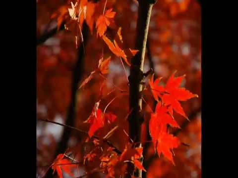 红叶恋曲.flv