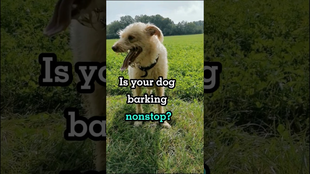 How to Stop Your Puppy from Barking Too Much!