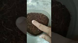 Soft coco peat #innovative information screenshot 5