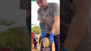 Amazing Peeling Coconut Cutting Skill - Fruits Cutting Skill