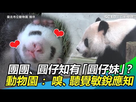 團團、圓仔知家有「圓仔妹」？動物園：嗅覺聽覺敏銳應知道｜三立新聞網SETN.com