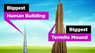 Termite Architecture is Insane