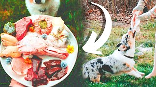 Why I Started Raw Feeding My Pets