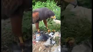 Download Lagu Eagle Attack Pigeon #dubaipigeonssports #flying #pigeon MP3