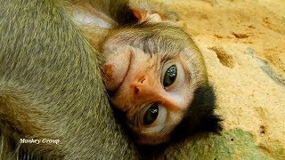 Baby monkey lola is so weak - relaxes with lovely mom