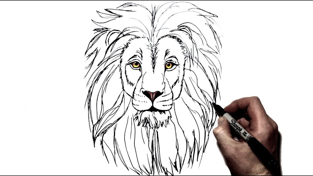 Lion Drawings for Sale  Fine Art America