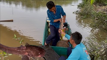 Giăng câu cá ngát bằng mồi con còng / UQMT:354