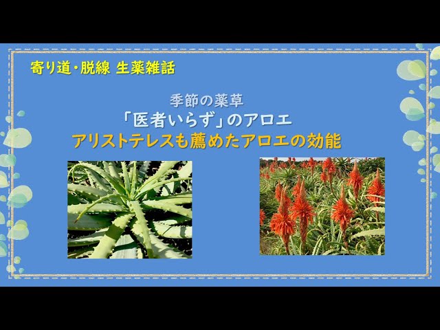 95話】「医者いらず」のアロエ／アリストテレスも推奨【寄り道・脱線
