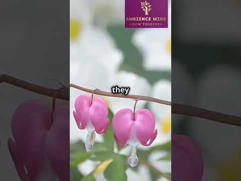 Top 5 Beautiful Flowers in the World...