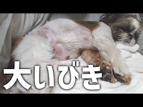 【シーズー】工事現場のようないびき