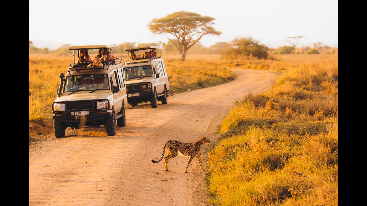 African Safari 4K – Amazing Wildlife of the African Savanna | Aedena ...