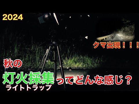 ライトトラップ】秋の灯火採集ってどんな感じ?クワガタ飛んでくる?熊 ライトトラップ】秋の灯火採集ってどんな感じ?クワガタ飛んでくる?熊