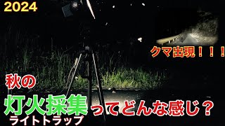ライトトラップ】秋の灯火採集ってどんな感じ？クワガタ飛んでくる？熊