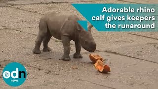 Adorable rhino calf gives keepers the runaround