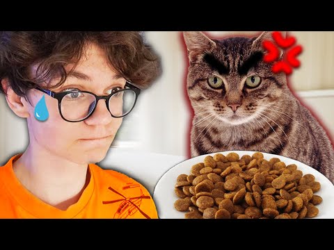 Video: Ar katėms reikia šlapio maisto?