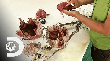 SILK FLOWER LAMPS | How It