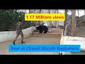Bears come at Chandi Mandir चंडी मंदिर मे भालू Ghunchapali Bagbahara