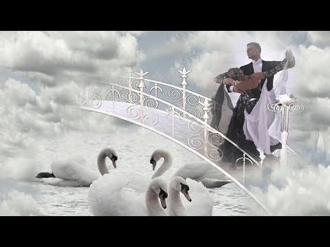 Мы Словно Лебеди.