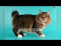 Types of Cats Around the World | Part 2 | American Bobtail の動画、YouTube動画。