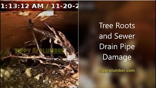 Sewer Pipe Damaged By Tree Root Intrusion by Zippy Plumber 647 views 5 years ago 2 minutes, 40 seconds