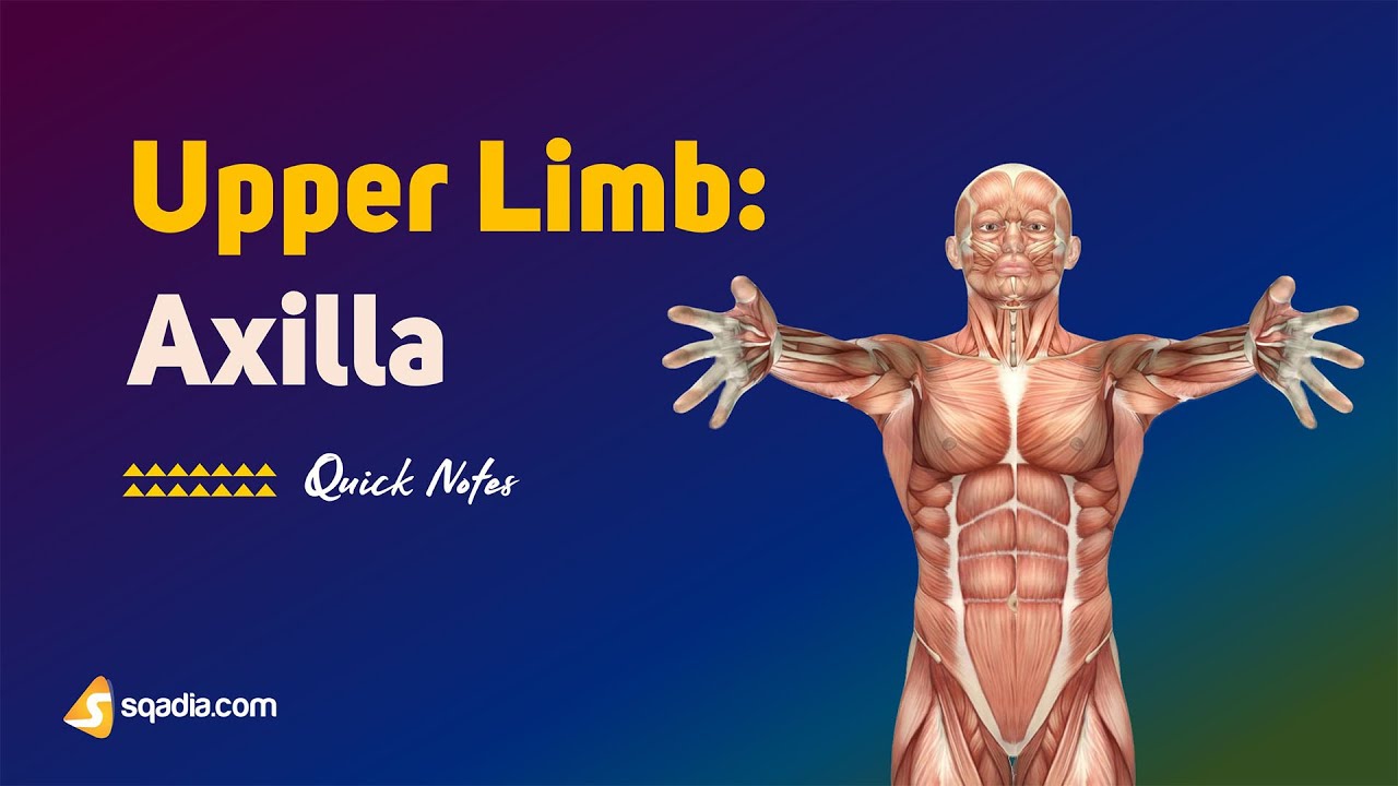 Upper Limb: Axilla | Boundaries and Surfaces | Anatomy
