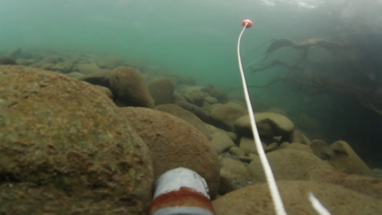 Dungeness River Salmon YouTube