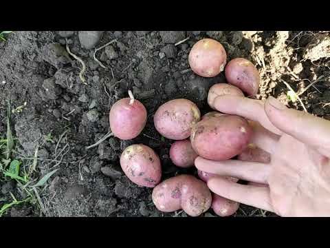 Видео: Первый урожай на Кубани, 2 июня 2022 г. Обзор по сортам.