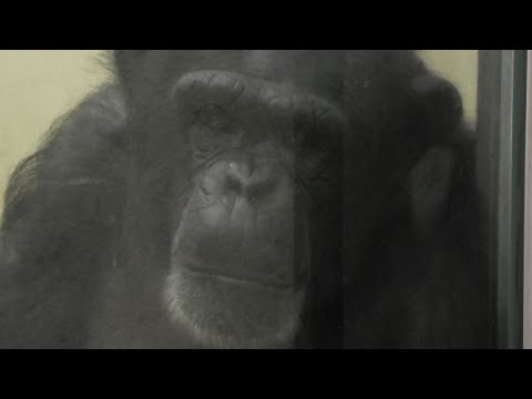 私たちの朝 チェリーとベリー Our Morning By Cherry And Berry チンパンジー 多摩動物公園 Youtube 私たちの朝 チェリーとベリー Our Morning By Cherry And Berry チンパンジー 多摩動物公園 Youtube