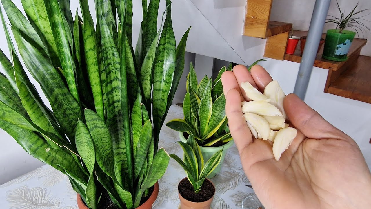 KLINÇ ÇİÇEĞİ COŞTURUN MUCİZE😉Saksıya GÖMÜN bol bol YAVRULASIN// 