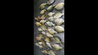 Belton Lake , Bluegill fishing, Am , Aug 3rd 2021