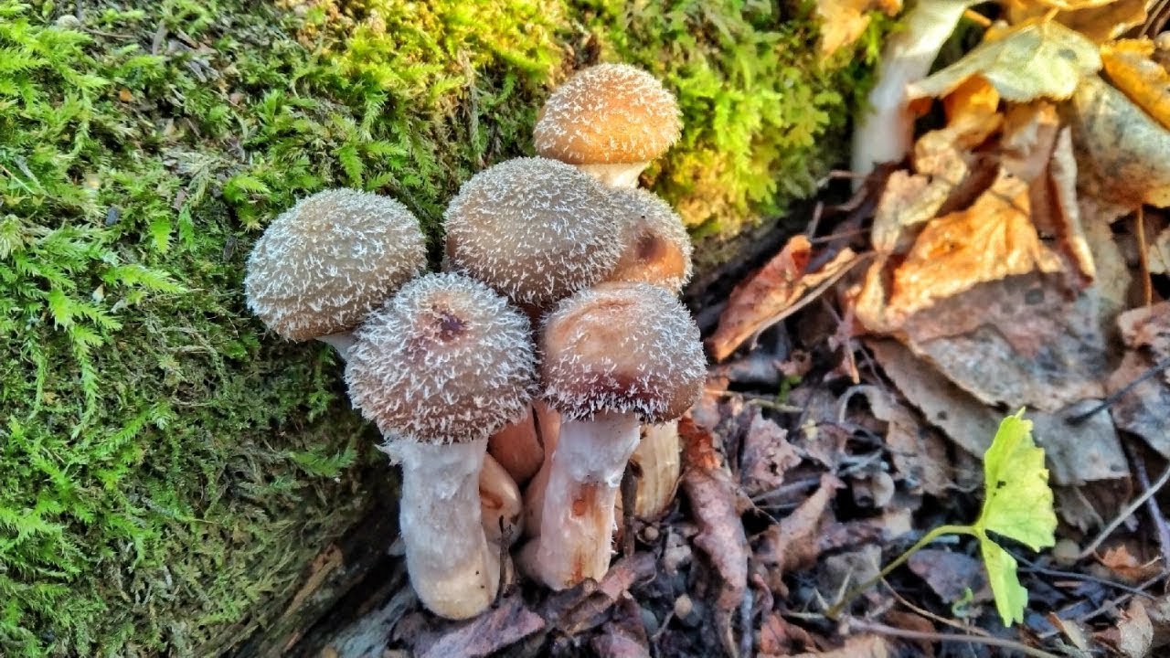 БЕЗ КОРВАЛОЛА НЕ СМОТРЕТЬ!!! Наступить не куда, везде грибы!!! Сбор ...