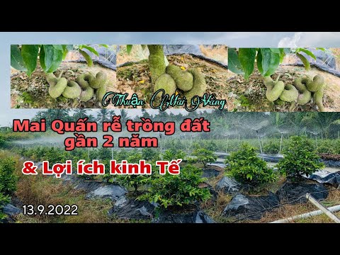 Video Thăm vườn mai quấn rễ trồng đất sau gần 2 năm & giá... - youtube