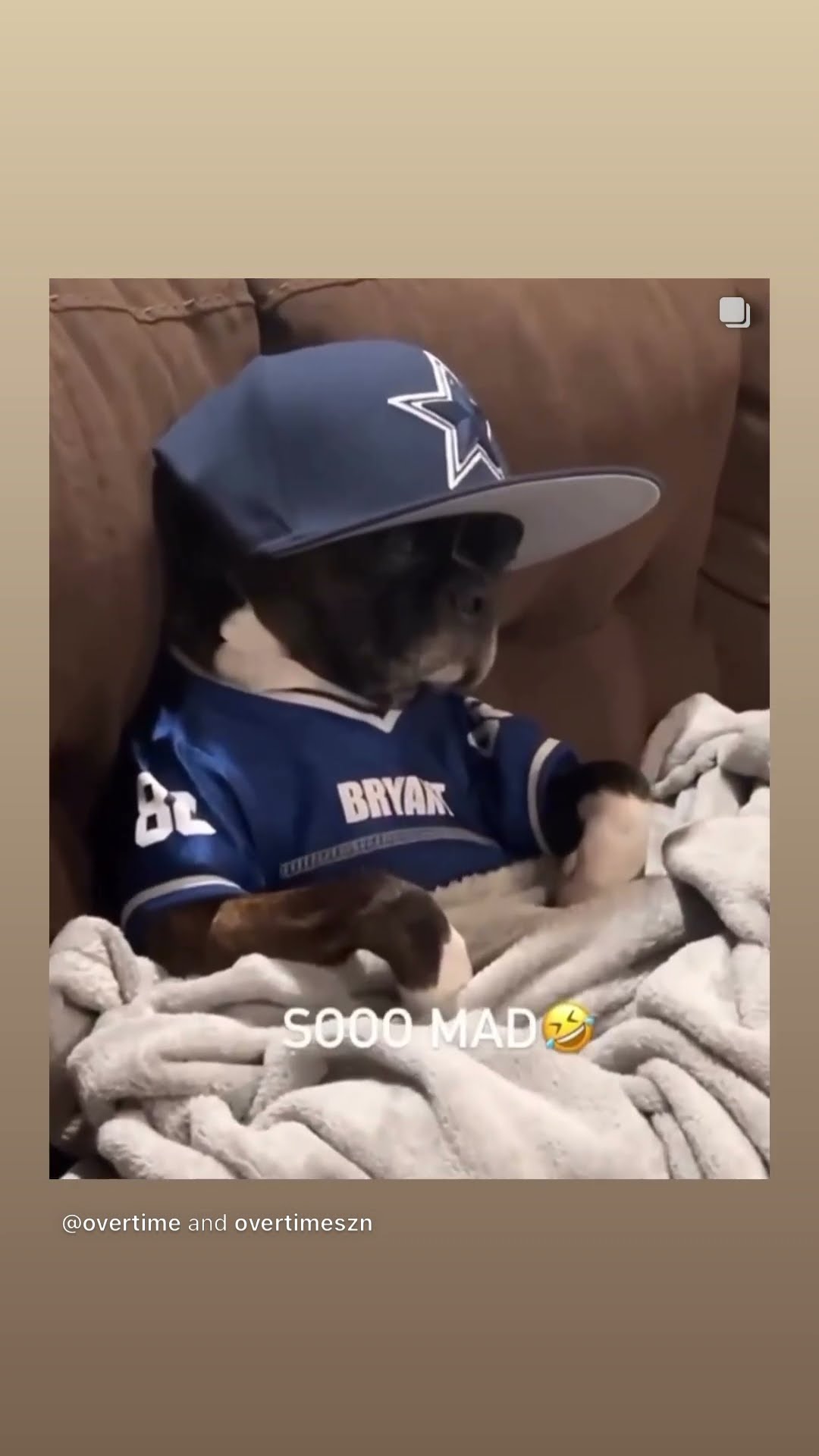 Cowboys fans right now #hoodnews #dog #dallascowboys #fan #football #omg
