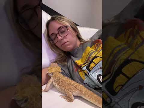 Video: Pob bearded dragons like being petted?